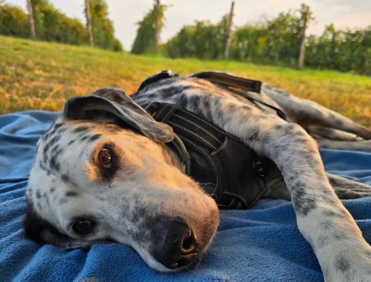 Cogli L'attimo wijn barolo wit rode hond wijn biodiversiteit