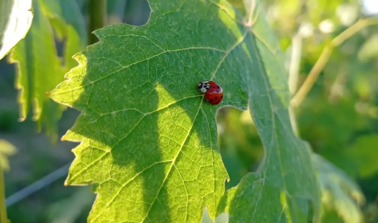 Exclusief wijn assortiment ontvangen whatsapp aanbieding persoonlijk krijgen wijn kopen Bioloisch wijngaard biodiversiteit