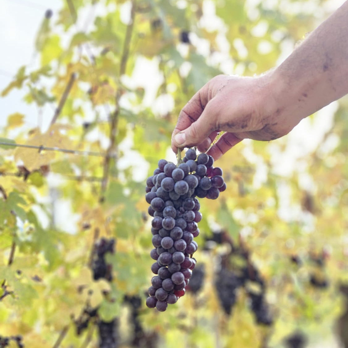 Nebbiolo druif gezond biologisch wijngaard wijn uit eigen import Hoeksche Waard