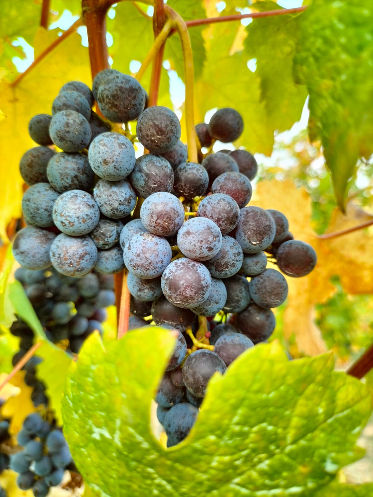 Nebbiolo Italië Italie Wijn Rood Druiven Sip Nouveau Gallin Giuseppe Carlo Cauda Barolo Alternatief 