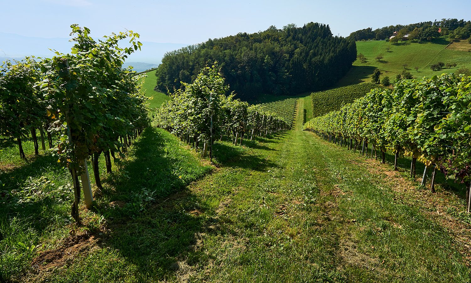 Wijngaard bergen Slovenië bergen importeren natuur Biologisch