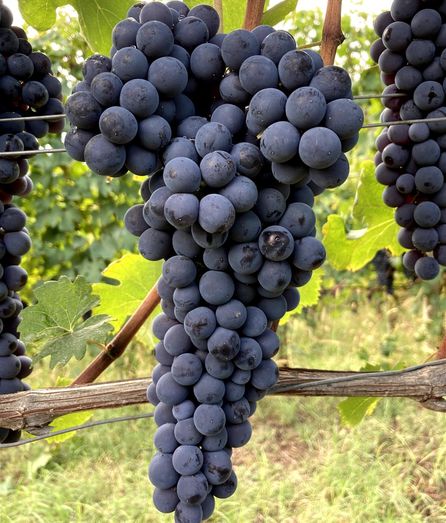 Nebbiolo Biologisch wijngaard eigen import wijn kopen Sip Nouveau Hoeksche Waard