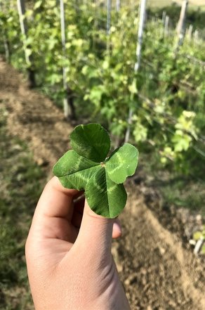 Wijn maken biodiversiteit Barberasco wijnmaken Nebbiolo Piercarlo Culasso 