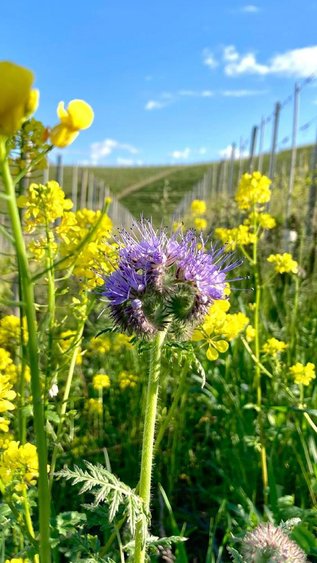 Biologisch Biodiversiteit Wijngaard bloemen Terroir Barbaresco piemonte italie 